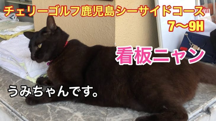 スタート室のかわいい看板ねこ「うみちゃん」｜チェリーゴルフ鹿児島シーサイドコース 7-9H