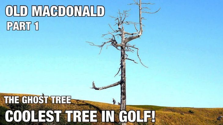 COOLEST TREE IN GOLF！｜OLD MACDONALD PART 1